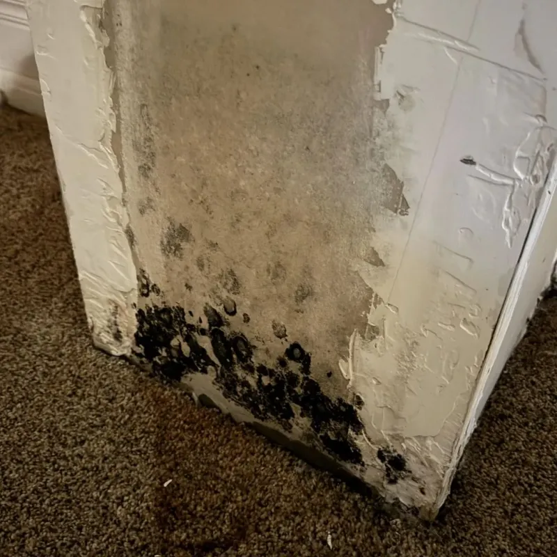 Professional Mold Removal in Stratford, CA